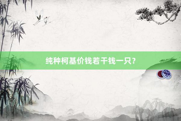纯种柯基价钱若干钱一只？